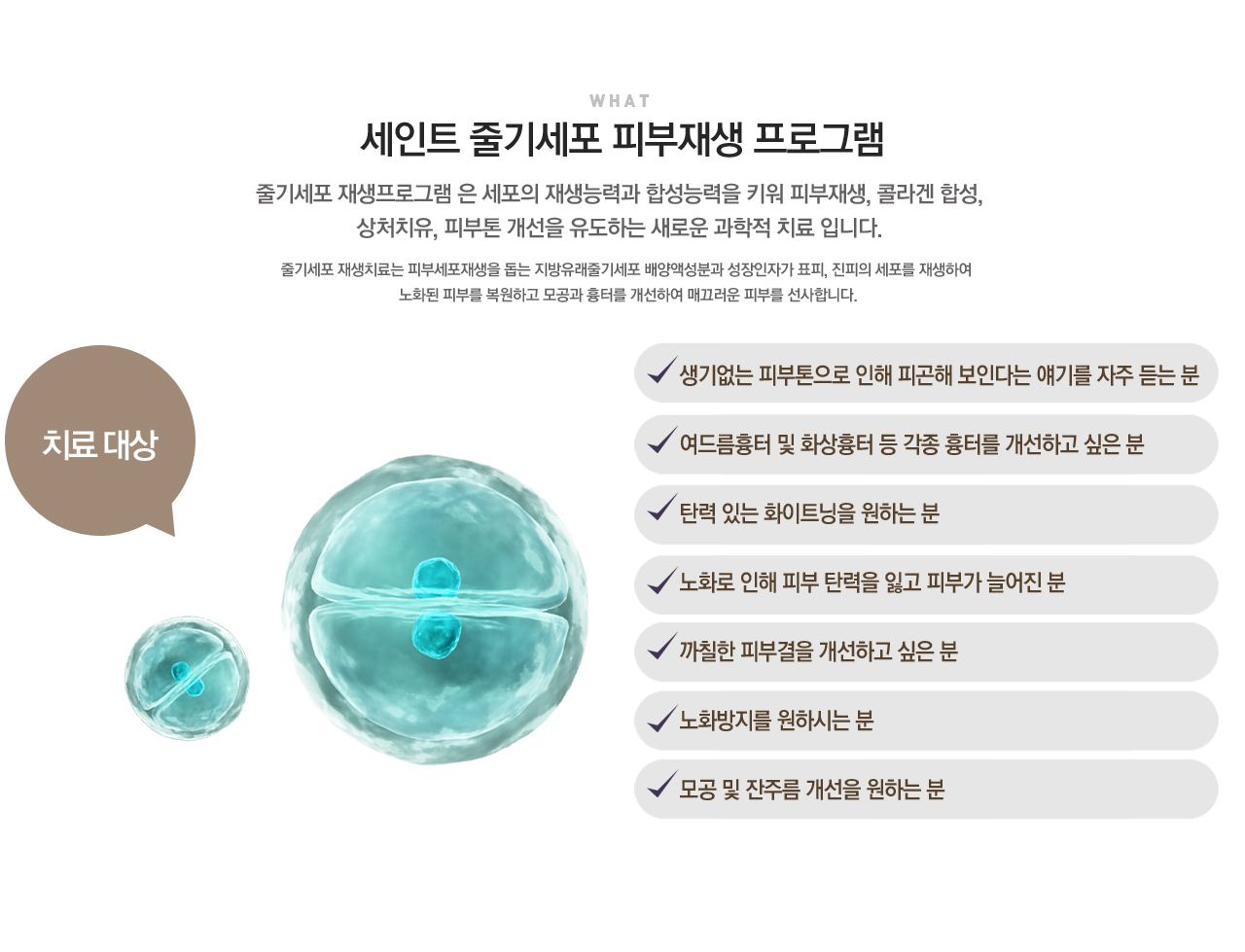 줄기세포 피부재생 프로그램